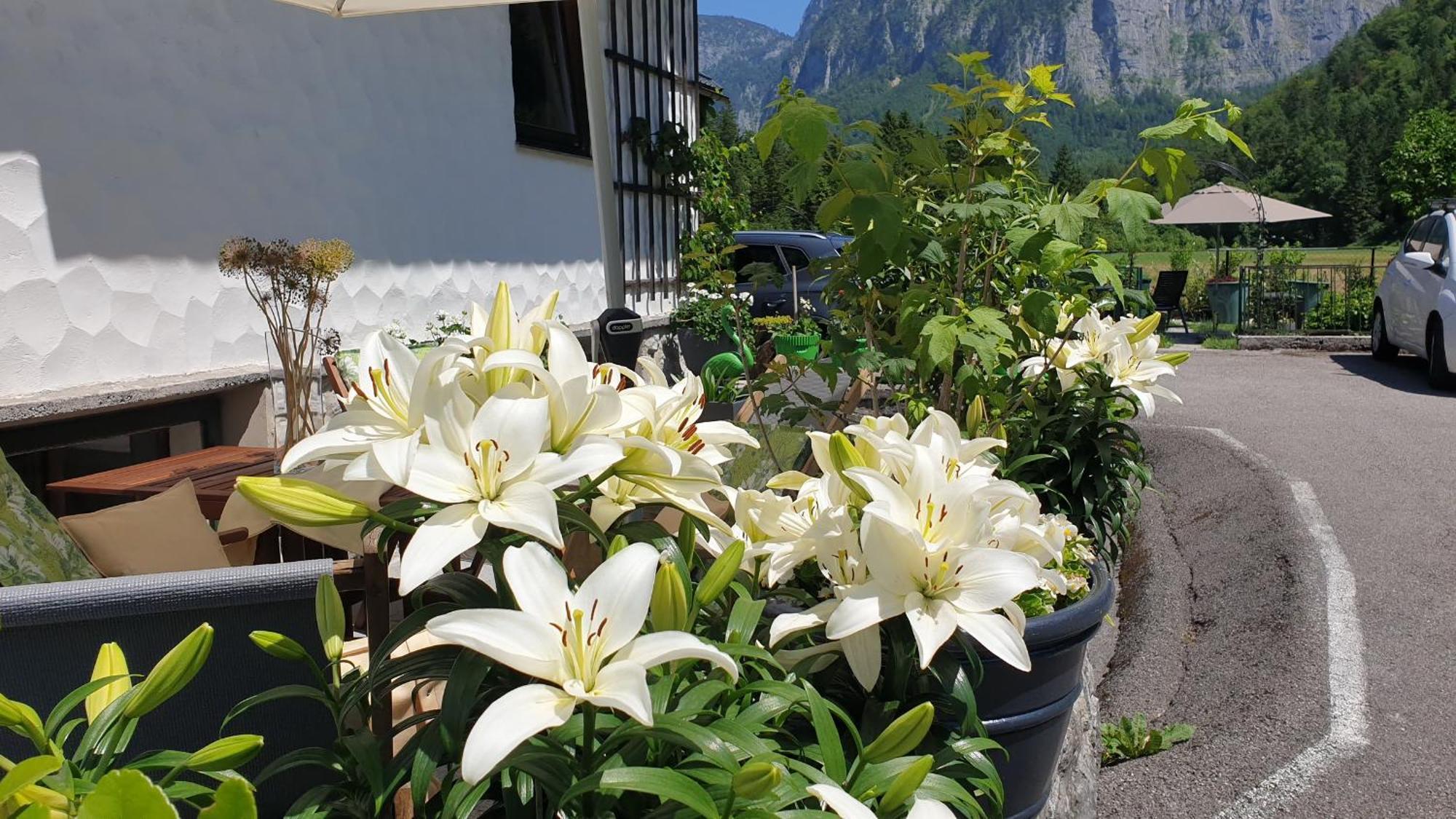 Apartament Haus Alpenblick Obertraun Zewnętrze zdjęcie