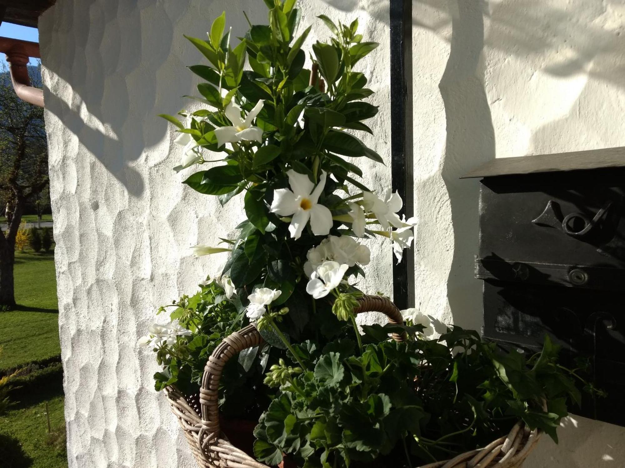 Apartament Haus Alpenblick Obertraun Zewnętrze zdjęcie