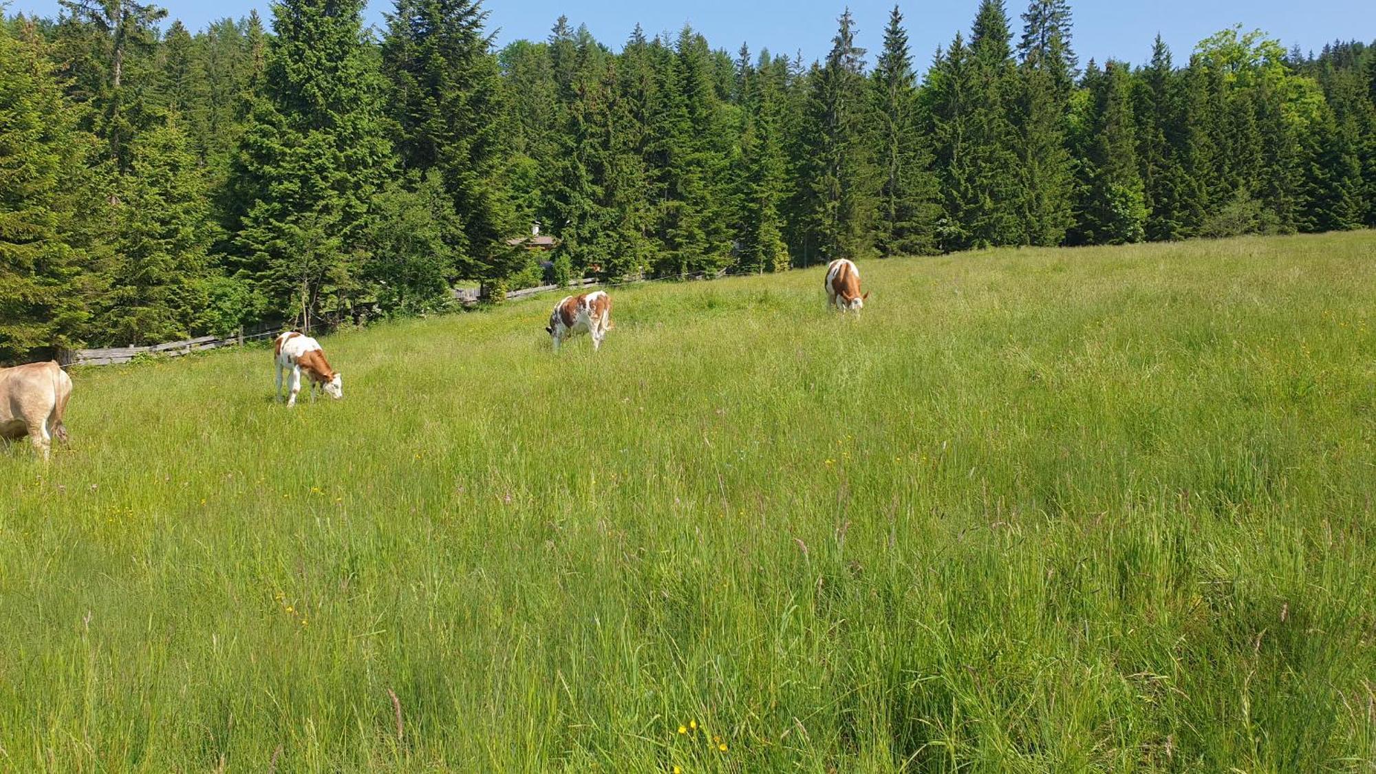 Apartament Haus Alpenblick Obertraun Zewnętrze zdjęcie
